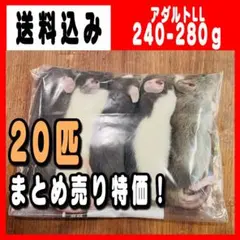 tingachan様専用 冷凍ラット アダルトラット60匹入り - メルカリ