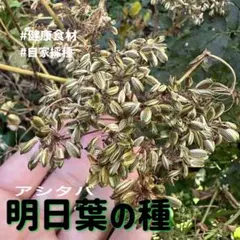 2026年最新】明日葉の人気アイテム - メルカリ