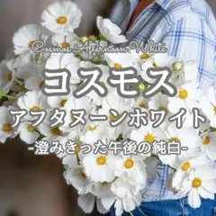 【お花の種】コスモス☆秋桜 アフタヌーンホワイト 種子 約20粒！