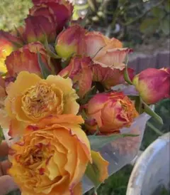 2026年最新】バラ苗 切花の人気アイテム - メルカリ