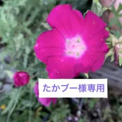 たかブー様専用　同梱割2商品目