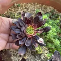 アエオニウム 抜き苗2コセット 五色瑠璃 雨花石【多肉植物】 - メルカリ
