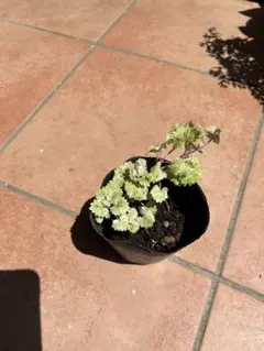 もこさん様 リクエスト 2点 まとめ商品