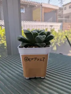 ハオルチア ピグマエア 多肉植物 抜き苗