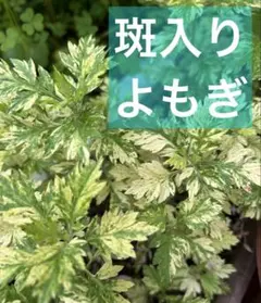 販売停止斑入り ヨモギ ポット苗 蓬 山野草 やましち山野草店 / 斑入りヨモギ 3号ポット苗