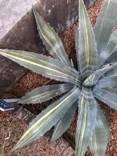 2026年最新】縞斑 アガベの人気アイテム - メルカリ