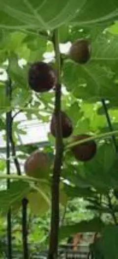 2026年最新】イチジク苗 ブラックマデイラの人気アイテム - メルカリ