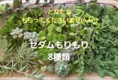 多肉植物 セダム類 セット