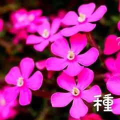 シレネ ピンクパンサー 種