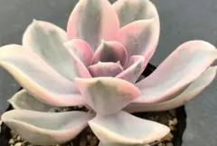 がーこ様 リクエスト 2点 まとめ商品