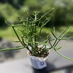 2026年最新】ミルクブッシュ植物の人気アイテム - メルカリ