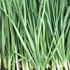 新鮮野菜 大きな大葉 約80〜100枚 - メルカリ