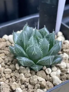 Top【選抜株】多肉植物　1652魔剣　10個　鉢無し/脱土 Top【選抜株】多肉植物 1652魔剣 10個 鉢無し/脱土 - メルカリ