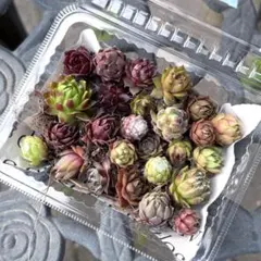 センペルビウム　寄せ植えセット⭐︎ 21