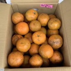 沖縄産家庭用タンカン(約10kg)42個③