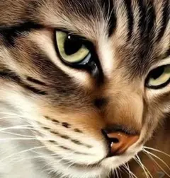 新品ダイヤモンドアート20×20綺麗な猫さん　ネコ　初心者作成キット