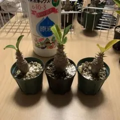 2025年最新】ウィンゾリー 実生の人気アイテム - メルカリ