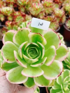 33#観葉植物ア工オニウム錦❤️レッド富士❤️青花磁 ❤️1大頭5小頭