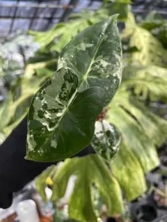 A*J様 アロカシア アズラニー オーレア 芋 1つ - メルカリ