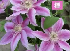 クレマチスピンク 種のサムネイル