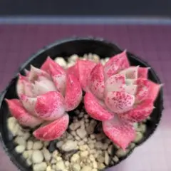252 クリスマスローズ発芽苗 広瀬園芸sdピンクぼかしセルフ交配 おまけ