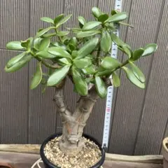 金の成る木★特大株 Amazon｜金のなるHappyの木【金のなる木 7号鉢 1個】jade plant 花月