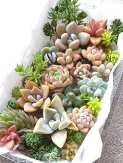 多肉植物 詰め合わせ