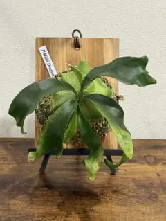 DER@様 リクエスト 2点 まとめ商品