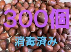 どんぐり　300個＋気持ちおまけ　マテバシイ