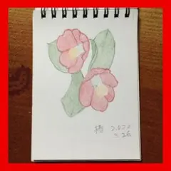 今年８８歳になるおばあちゃんの鉛筆画【椿①】イラスト 絵画 色鉛筆画