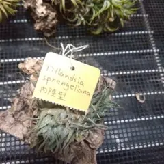 Tillandsia sprengeliana 内陸型　滝沢会長株 Tillandsia sprengelianaスプレンゲリアナ内陸型 滝沢会長株
