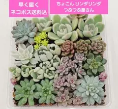 ⑦そのまま飾れる!土付き ちょこん❣️リンダ❣️姫花火❣️メルカリ便込