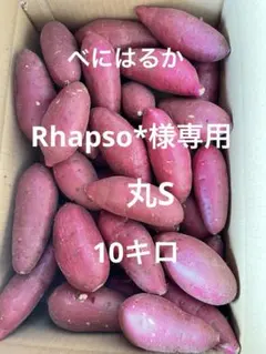 랩소* 익스클루시브 라운드 S 10kg