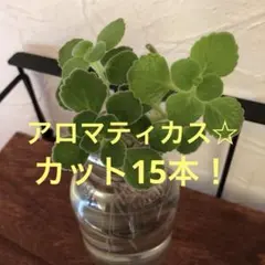 多肉植物　アロマティカス☆ カット10本→15本！初心者向き！