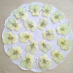 No.1593 ビオラの押し花 パステルクリーム 小さなサイズ／押し花素材