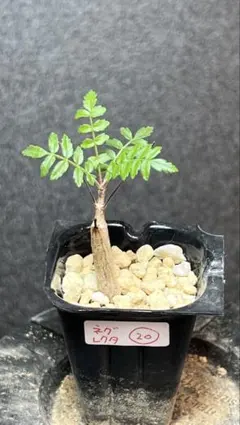 2025年最新】ボスウェリア ネグレクタ 実生の人気アイテム