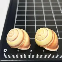 マイマイガイ科 貝殻標本 小さな貝殻 ヤドカリのお宿 置物