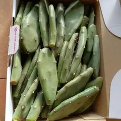 2026年最新】オプンチアの人気アイテム - メルカリ