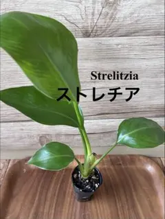 ストレチア　ストレリチアのサムネイル
