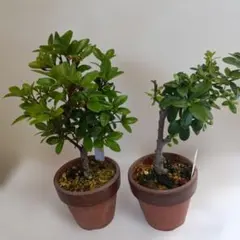盆栽 2鉢セット 皐月 さつき 花園のサムネイル