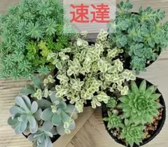 アエオニウム 小苗8種類セット⭐️お買い得 - メルカリ