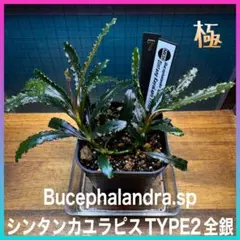 ブセファランドラ sp カユラピス1 ブセファランドラ sp カユラピス1