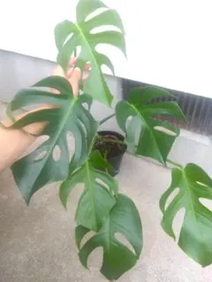 ポ*丼様 モンステラデリシオーサマクロコズム超希少系統鉢植え90