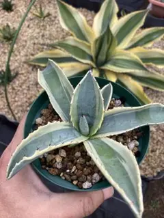 2025年最新】リップルエフェクトの人気アイテム - メルカリ