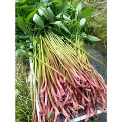 山菜 ミズ 600g 新潟県産 採れたて新鮮発送 - メルカリ