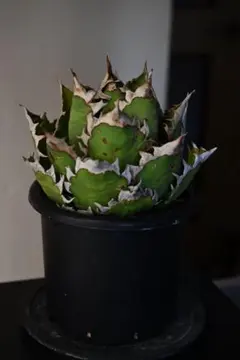 2026年最新】レッドキャットウィーズルの人気アイテム - メルカリ