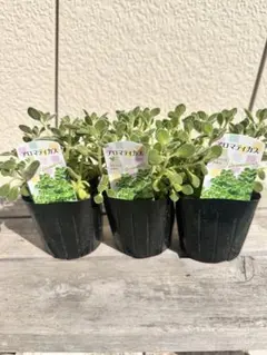 アロマティカス 3鉢セット