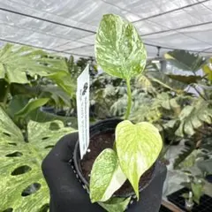 2026年最新】ホワイトモンスター モンステラの人気アイテム - メルカリ