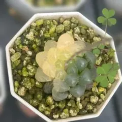 Top【選抜株】多肉植物 360837オレンジモンロー 24個 鉢無し/脱土