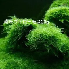 2026年最新】魚用品・水草の人気アイテム - メルカリ